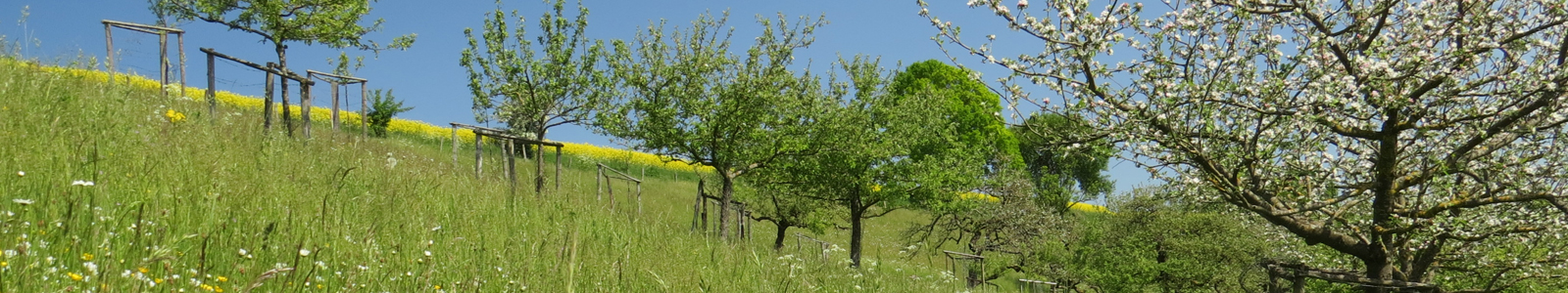 Bäume auf einer Wiese A. Weidner